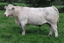 kráva plemene Charolais