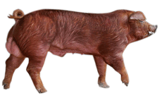 kanec plemene Duroc