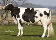 kráva holštýnského plemene