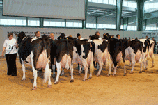Vítězná kolekce krav holštýnského plemene na Národní výstavě hospodářských zvířat 2007
